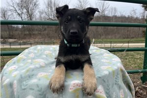 Grant - German Shepherd for sale