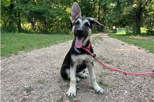 Nema - German Shepherd for sale