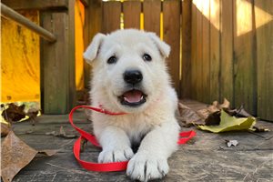 Sycamore - German Shepherd for sale
