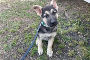 Bennett - German Shepherd for sale