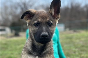 Bernard - German Shepherd for sale