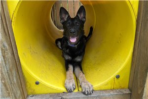 Gwendolyn - puppy for sale