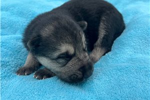 Horatio - puppy for sale