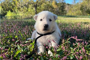 Sebastian - puppy for sale