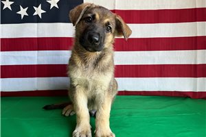 Nixon - German Shepherd for sale