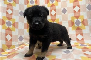 Gwendolyn - puppy for sale
