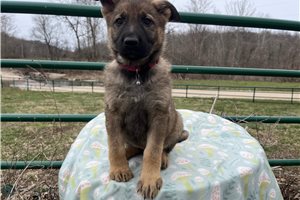 Genesis - German Shepherd for sale
