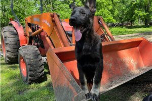 Glory - German Shepherd for sale