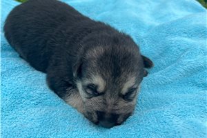 Huckleberry - puppy for sale