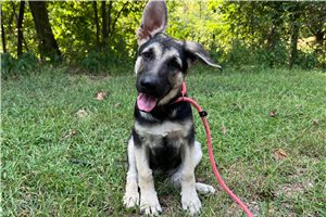 Nema - German Shepherd for sale