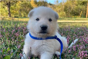 Shane - German Shepherd for sale