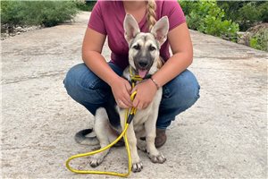 Heidi - German Shepherd for sale
