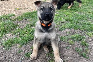 Graham - German Shepherd for sale