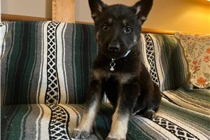 Grant - German Shepherd for sale
