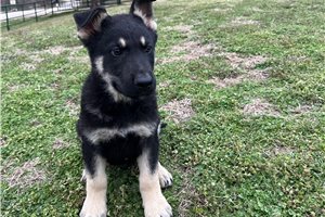 Byron - German Shepherd for sale