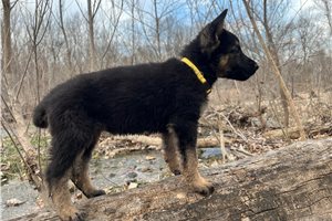 Georgia - German Shepherd for sale