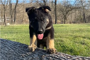 Breslin - German Shepherd for sale