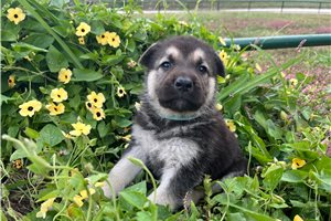 Romy - German Shepherd for sale