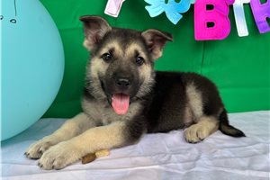 Hank - German Shepherd for sale