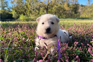 Sienna, a German Shepherd puppy