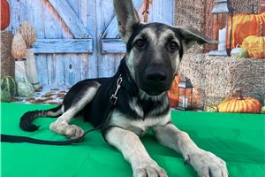Nema - puppy for sale