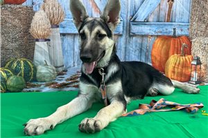 Nera - German Shepherd for sale
