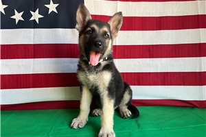 Holly - German Shepherd for sale
