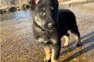 Brendan - German Shepherd for sale