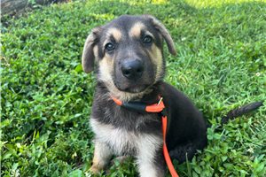 Nermal - German Shepherd for sale