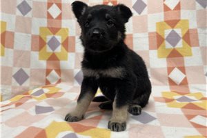 Genevieve - German Shepherd for sale