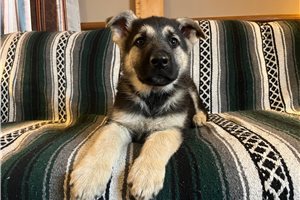 Bennett - German Shepherd for sale