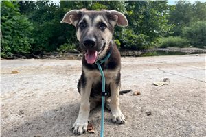 Nera - German Shepherd for sale