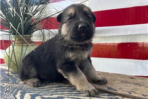 Holly - German Shepherd for sale