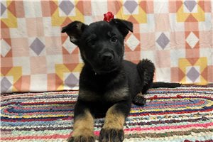 Glory - German Shepherd for sale