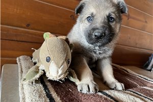 Brooks - puppy for sale