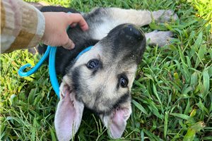 Hillary - German Shepherd for sale