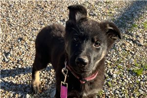 Gwendolyn - German Shepherd for sale