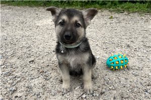 Heidi - German Shepherd for sale