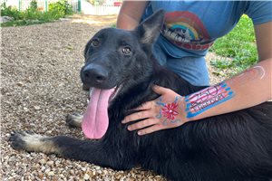 Gwendolyn - German Shepherd for sale