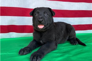 Nitro - German Shepherd for sale