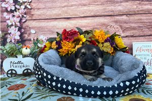Rona - German Shepherd for sale