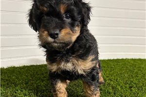 Lincoln - Aussiedoodle for sale