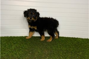 Louie - puppy for sale