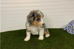 Lionel - puppy for sale
