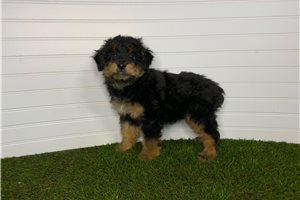 Lincoln - Aussiedoodle for sale