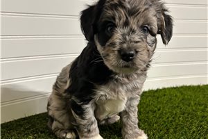 Lawrence - Aussiedoodle for sale