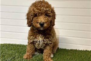 Malia - puppy for sale