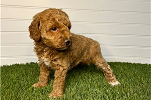Malia - Miniature Poodle for sale