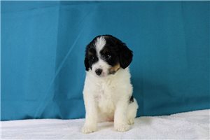 Nicole - puppy for sale