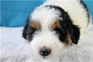 Norma - Aussiedoodle for sale